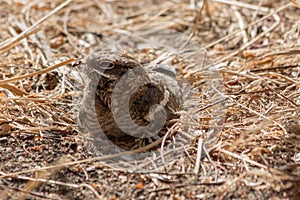 Slender-tailed Nightjar
