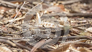 Slender-tailed Nightjar on Ground