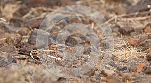 Slender-tailed Nightjar on the ground