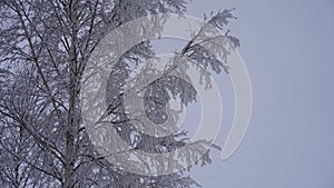 Slender tall tree covered in white snow against gray gloomy sky in winter forest on cold frosty day