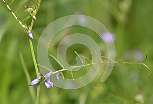 Slender Tare or Vetch photo