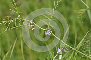 Slender Tare or Vetch photo