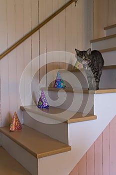 Slender tiger cat standing on country house staircase staring