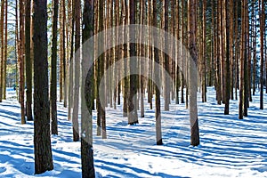 Slender tree trunks in the winter forest