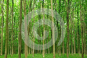 Slender trees in young forest green in summer.