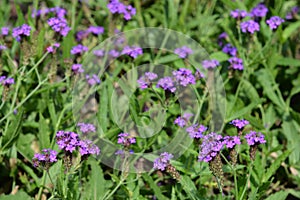 Slender vervain