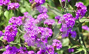 Slender vervain (Verbena rigida) photo