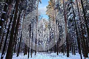 Slender winter forest