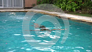 Slender young woman beautifully dives and swims under water in the pool, a great vacation in a private home patio, shot