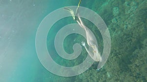 A slender young woman swims in a scuba mask and snorkel underwater in a transparent sea with a sandy bottom