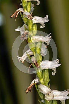 Slenderleaf False Dragonhead Flower
