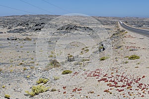 Slenderleaf Iceplant on roadside of B4 in Sperrgebiet desert, near Luderitz, Namibia