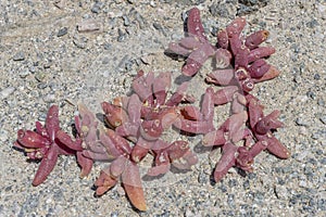 Slenderleaf Iceplant in Sperrgebiet desert, near Luderitz, Namibia