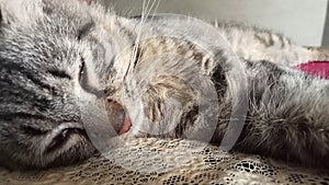 A sleppy cat at home