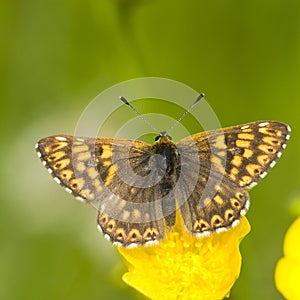 Sleutelbloemvlinder, Duke of Burgundy Fritillary, Hamearis lucina