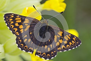 Sleutelbloemvlinder, Duke of Burgundy Fritillary, Hamearis lucina