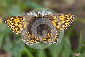 Sleutelbloemvlinder, Duke of Burgundy Fritillary, Hamearis lucina