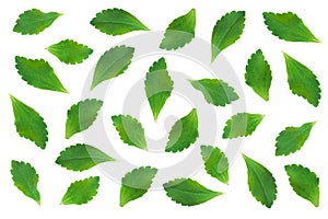 Slevia leaves isolated on white background