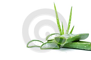 slice aloe vera fresh leaf isolated on white