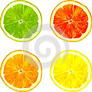 Slice of citrus fruits drawing by watercolor