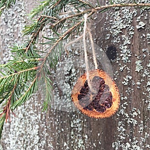 Slice of dried orange on a spruce branch