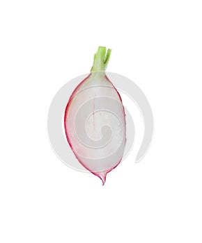 Slice of fresh ripe radish isolated on white, top view