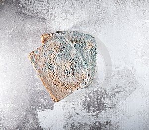Slice of moldy bread, rotten and uneatable. Studio shot