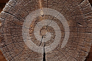 Slice of old logs