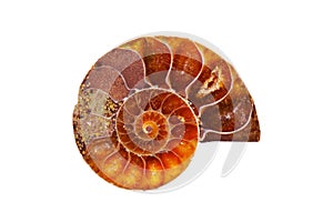 Slice plate ammonite fossil