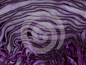 A slice of red cabbage in close-up.