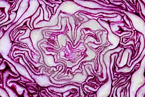 Slice of Red Cabbage. close up, macro photo