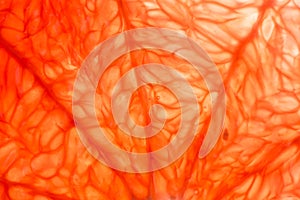 Slice of red Grapefruit. Close-up macro. So fresh
