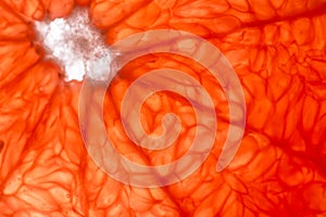 Slice of red Grapefruit. Close-up macro. So fresh