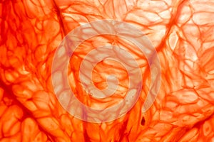 Slice of red Grapefruit. Close-up macro. So fresh