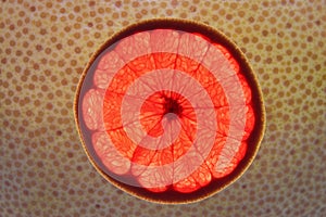 Slice of red grapefruit