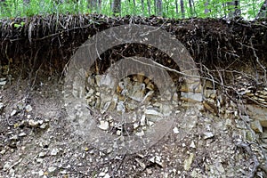 A slice of soil in a mountain forest. Plants on rocks