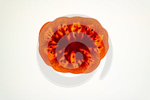 Slice of tomato with light shining through