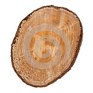 Slice of tree trunk isolated