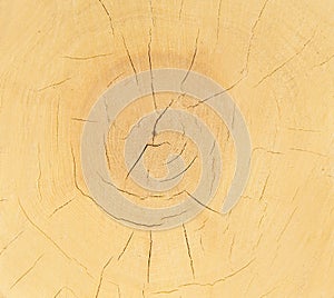 Slice of wood timber natural background