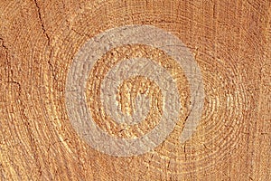 Slice of wood timber natural background