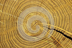 Slice of wood timber natural background, texture