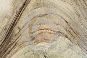 Slice of wood timber texture