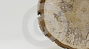 Sliced alder wood detail with copy space. Alder tree cross section. Close-up wood texture of tree trunk.