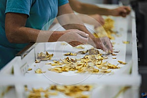 Sliced and dried apples on a conveyor belt in food processing facility