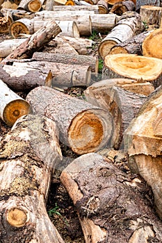 Sliced firewood stock