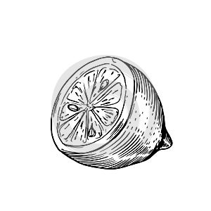 Sliced half of lemon sketch in classic engraving style isolated on white