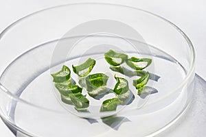 Sliced leaf of aloe vera in a petri dish close up. Cosmetic laboratory