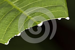 Sliced leaf spilling sap