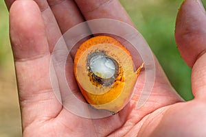 A sliced open oil palm fruit, close up photo