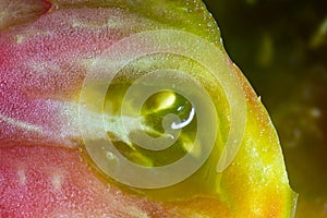 Sliced organic heirloom tomato